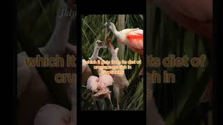 Fact about SPOONBILL BIRD SpoonBillBird nature short [upl. by Koenig]