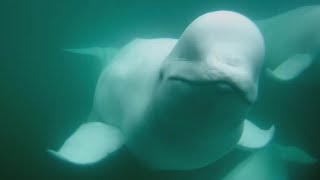 Beluga Boat Underwater Cam  82724 [upl. by Dietrich]