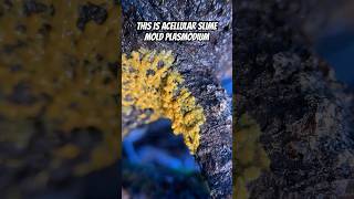 Pulsing Plasmodium Acellular Slime Mold Myxomycota In Time Lapse Motion Last Of Us Intro [upl. by Neemsaj]