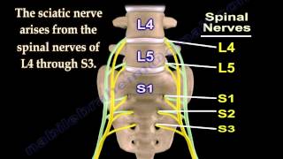 Sciatic Nerve  Anatomy  3D animation  Everything You Need To Know  Dr Nabil Ebraheim [upl. by Semele]