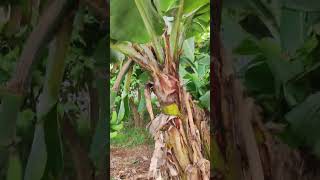 Plantem Árvores Frutíferas Em praça Públicas vamos cuidar da Natureza 😍🙏🦋🕊️🦉🍒🍇🍋🍌 [upl. by Bourne]