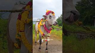 😻Alagar Mass Thoranai🎊  jallikattu eruthattam trending instagram reels [upl. by Naeruat]