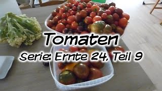 Machs Dir Selbst  Tomaten Serie Ernte 24 Teil 9 [upl. by Burta]