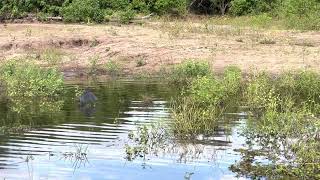 Nighttime Daytime Bird  Black Heron in Chobe National Park [upl. by Gabler]