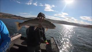 Fishing Echo Reservoir For Perch Smallmouth bass and Rainbow Trout [upl. by Ludovick]