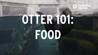 Sea Otter 101  How Much Food Do Sea Otters Eat [upl. by Rehnberg]