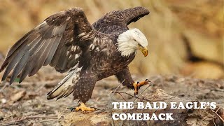 The AMAZING Comeback of the Bald Eagle in New Jersey [upl. by Adrianna278]