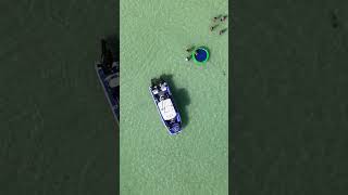 Chill vibes on the Islamorada Sandbar  Florida Keys sandbars drone boat islamorada [upl. by Balfore]