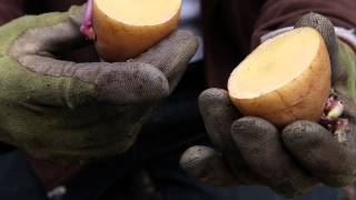 Planting and Growing Potatoes in Pots [upl. by Ranee21]