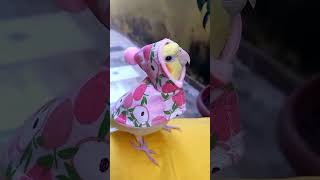 Unbelievable Parrot Antics Funniest Moments Compilation birds parrot funny [upl. by Quirita]