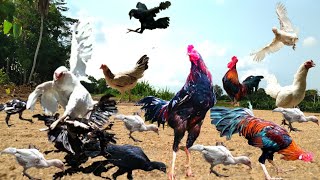 Ayam Kate Ayam Jantan Induk Ayam Lagu Tek Kotek Ayam Lucu Ayam Jago Ayam Warna Warni [upl. by Aketahs]