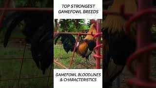 Top Gamefowl of the year 2024 short gamefowl rooster [upl. by Aloivaf]