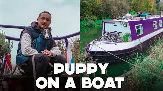 Are We Getting a Narrowboat Dog Ep35 [upl. by Jesselyn]