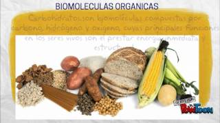 BIOELEMENTOS Y BIOMOLECULAS [upl. by Gosnell]