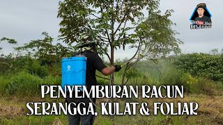 Penyemburan Racun Serangga Kulat dan Baja Foliar Pokok Durian [upl. by Manaker109]