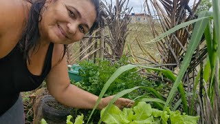 VIDA NA ROÇA🌵Como faço a adubação das minhas hortaliças🥬orgânicas [upl. by Quartus]