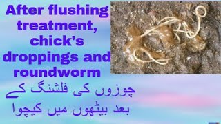 Roundworms in chicks droppingpoop after flushing treatment [upl. by Aicilra992]