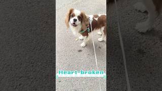 Saying goodbye is never easyeven for best friends puppy belovedpets bestpuppy puppyspot [upl. by Feeney]