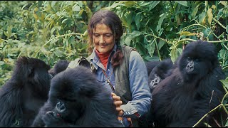 What Does It Take To Save A Species The Dian Fossey Gorilla Fund [upl. by Amabil871]