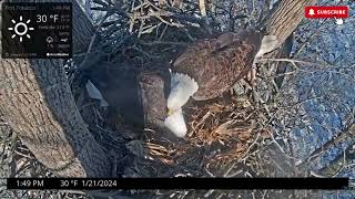 My Vote For Busiest Eagles of the Day  Port Tobacco Bald Eagle Nest of Chandler amp Hope 121 [upl. by Xela]