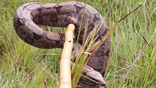 PERIGO ENCONTRO DE ANACONDAðŸ PESCA NA CEVA DEU BRUTOS [upl. by Odlavso990]