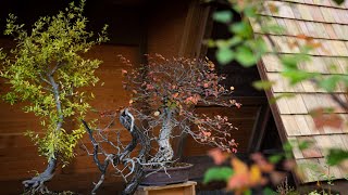 Korean Hornbeam Bonsai Fall Pruning [upl. by Lyrrad]