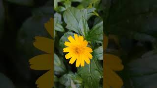 Wedelia trilobata flowers gardenlove gardeninggarden nature [upl. by Ggerk]