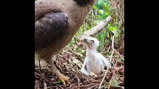 quotEagles Incredible Hunting Skills Feeding Her Chicks a Snakequot [upl. by Drofyar]