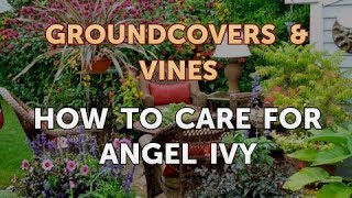 How to Care for Angel Ivy [upl. by Hoehne]