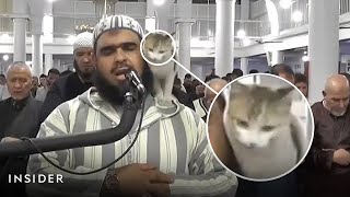 A Cat Joins A Ramadan Prayer As Muslims Celebrate The Holy Month  Insider News [upl. by Nnednarb]