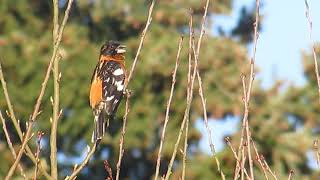 Blackheaded Grosbeak [upl. by Abshier34]