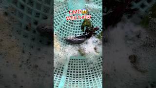 catching wild betta fish in the wild😱betta bettafishtank [upl. by Atiral]