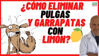 Cómo ELIMINAR PULGAS de mi PERRO y de mi CASA con LIMÓN 🟢 REPELENTE para PULGAS y GARRAPATAS casero [upl. by Sharai780]