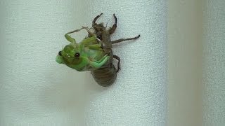 Cicada Nymph Emerging  Time Lapse [upl. by Schaffer]