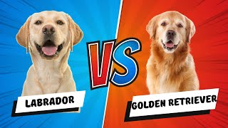 Labrador Retriever vs Golden Retriever Which Is Better For You 2024 [upl. by Parfitt]