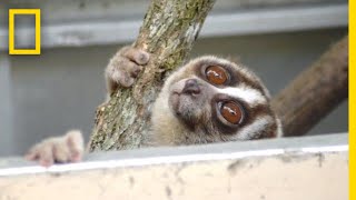 Rescuers Release 20 Javan Slow Lorises Back Into The Wild  National Geographic [upl. by Asena]