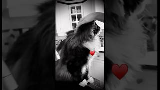 Paws of Love amp Peace Slowmo Cat Meows amp shakes for Treats [upl. by Yenots]