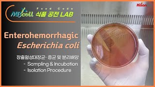 MBcell 식품공전 장출혈성대장균 증균 및 분리배양 실험하기 Enterohemorrhagic Escherichia coli [upl. by Eiliak]