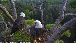 NEFL Cam 2  Live Bald Eagle Cam [upl. by Suoicul]