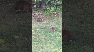 Pair of Bunnies Enjoying Each Other’s Company [upl. by Marla]