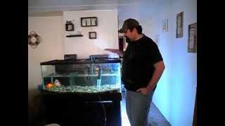 43 How To Cleanly Add Gravel To An Existing Fish Tank Aquarium [upl. by Flint]