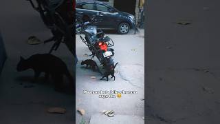 Bike chor 😅😂 bike cats youtubeshorts shorts [upl. by Gardol130]