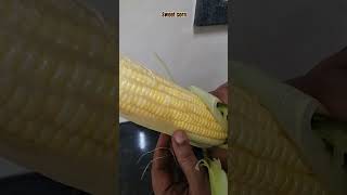 Sweet cornsteamedsnackrecipe food sweetcorn [upl. by Annavas417]