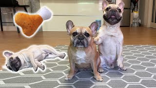 How clever are French Bulldogs 17 Cute Dog Tricks 😲 [upl. by Piero]