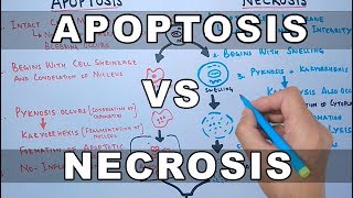 Apoptosis vs Necrosis [upl. by Yrailih]