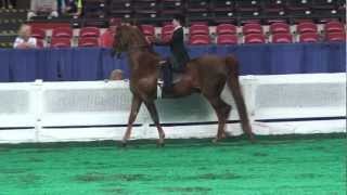 Equitation  Open Walk  Trot Rider 8 Years Old and Under  Mile Olivier [upl. by Nywrad]