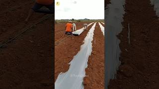 Why do Indian farmers use Mulching paper in their fields🤔🤔🤔shorts youtubeshorts trending [upl. by Mcclure]