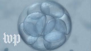 Malfunction at Cleveland fertility clinic could have affected more than 2000 of eggs and embryos [upl. by Kenzi852]