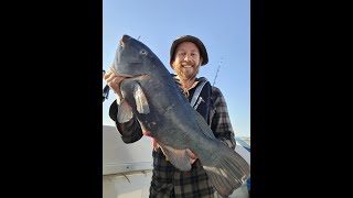 Blue Groper Fishing  NSW Australia  Stack Images [upl. by Bennir]