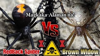 Red Back Spider Vs Brown Widow 🔥 My Twist sa Dulo Isa sa kanila ay IMUNE sa VENOM 😬 [upl. by Daye780]